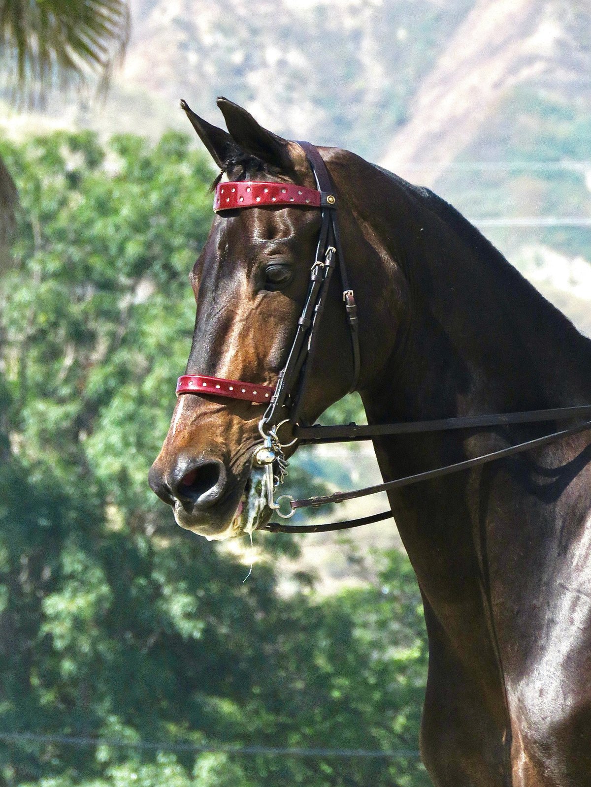 ETI Horse Show