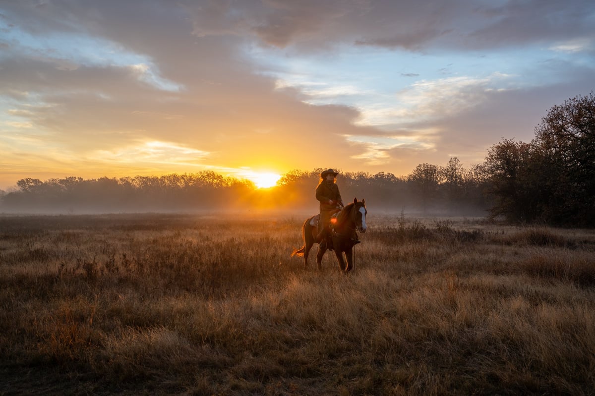 Misty Morning Field With Horse in the Distance at Golden Hour of Sunrise Sunset