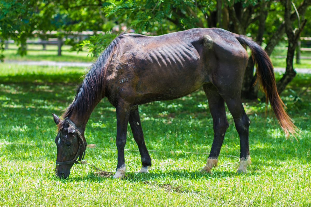 Very slim horse