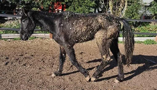 Dark colored horse standing in dirt arena with green trees and fencing in background on sunny day